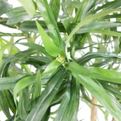 Leaf 100cm Artificial Dracaena Plant Tree With Pot - Premium Range -HOMCO Garden Shop 100cm artificial dracaena plant tree with pot premium range5060532971679 02c MP
