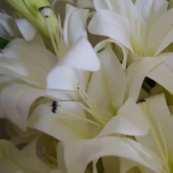Leaf 12 X 60cm Artificial Lily Stem White (144 Flowers) -HOMCO Garden Shop 12 x 60cm artificial lily stem white 144 flowers 5060950402571 03c MP