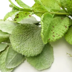 125cm Artificial Hanging Trailing Mint Leaf Garland Plant -HOMCO Garden Shop 125cm artificial hanging trailing mint leaf garland plant5060950402670 02c MP