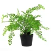Leaf 35cm Artificial Potted Fern Plant (Southern Maidenhair Fern) 2 Leaf 35cm Artificial Potted Fern Plant (Southern Maidenhair Fern) -HOMCO Garden Shop 35cm artificial potted fern plant southern maidenhair fern 5060532978609 01c MP