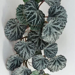 Leaf 50cm Artificia Trailing Begonia Plant Realistic -HOMCO Garden Shop 50cm artificia trailing begonia plant realistic5060950404902 04c MP