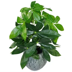 Leaf 50cm Artificial Money Tree Plant -HOMCO Garden Shop 50cm artificial money tree plant5060532977954 02c MP