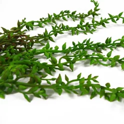 Leaf 6 X 58cm Artificial Hanging Climbing Fig Plant Ficus Pumila -HOMCO Garden Shop 6 x 58cm artificial hanging climbing fig plant ficus pumila5060950402076 02c MP