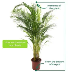 Areca Palm - Lush Tropical Houseplant For Indoor Spaces -HOMCO Garden Shop areca palm lush tropical houseplant for indoor spaces5059442053261 04c MP