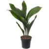 Aspidistra Elatior - Hardy And Low-Maintenance Indoor Plant For Interior Spaces (50-60cm) -HOMCO Garden Shop aspidistra elatior hardy and low maintenance indoor plant for interior spaces 50 60cm 5059442053933 01c MP