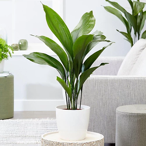 HOMCO Garden Shop -HOMCO Garden Shop aspidistra elatior hardy and low maintenance indoor plant for interior spaces 50 60cm 5059442053933 02c MP