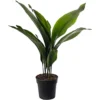 Aspidistra Elatior - Hardy And Low-Maintenance Indoor Plant For Interior Spaces (70-80cm) -HOMCO Garden Shop aspidistra elatior hardy and low maintenance indoor plant for interior spaces 70 80cm 5059442036035 01c MP