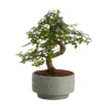 Bonsai In 15cm Grey Ceramic Decorative Pot -HOMCO Garden Shop bonsai in 15cm grey ceramic decorative pot3663602462811 02c bq