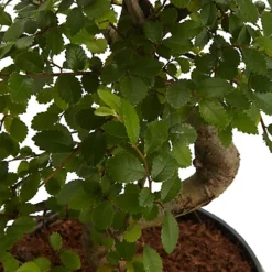 Bonsai In 15cm Grey Ceramic Decorative Pot -HOMCO Garden Shop bonsai in 15cm grey ceramic decorative pot3663602462811 36c bq