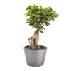 Bonsai In 17cm Terracotta Plastic Pot -HOMCO Garden Shop bonsai in 17cm terracotta plastic pot3663602462781 02c bq