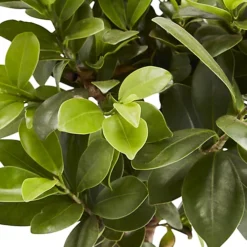 Bonsai In 17cm Terracotta Plastic Pot -HOMCO Garden Shop bonsai in 17cm terracotta plastic pot3663602462781 36c bq