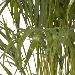 Butterfly Palm In 24cm Terracotta Plastic Grow Pot -HOMCO Garden Shop butterfly palm in 24cm terracotta plastic grow pot3663602462415 36c bq