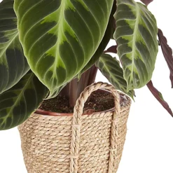 Calathea Black Magic In 19cm Natural Cattail & Plastic Decorative Pot -HOMCO Garden Shop calathea black magic in 19cm natural cattail plastic decorative pot3663602463702 36c bq