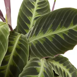 Calathea Black Magic In 19cm Natural Cattail & Plastic Decorative Pot -HOMCO Garden Shop calathea black magic in 19cm natural cattail plastic decorative pot3663602463702 37c bq