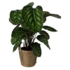 Calathea Flamestar In 19cm Natural Cattail & Plastic Decorative Pot -HOMCO Garden Shop calathea flamestar in 19cm natural cattail plastic decorative pot5059340126906 02c