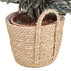 Calathea Leopardina In 19cm Natural Cattail & Plastic Decorative Pot -HOMCO Garden Shop calathea leopardina in 19cm natural cattail plastic decorative pot3663602462545 37c bq