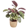 Calathea Medaillon In 19cm Natural Cattail & Plastic Decorative Pot -HOMCO Garden Shop calathea medaillon in 19cm natural cattail plastic decorative pot3663602462521 02c bq