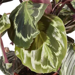 Calathea Medaillon In 19cm Natural Cattail & Plastic Decorative Pot -HOMCO Garden Shop calathea medaillon in 19cm natural cattail plastic decorative pot3663602462521 36c bq