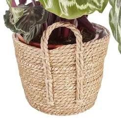 Calathea Medaillon In 19cm Natural Cattail & Plastic Decorative Pot -HOMCO Garden Shop calathea medaillon in 19cm natural cattail plastic decorative pot3663602462521 37c bq