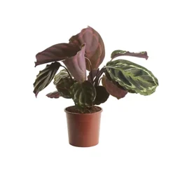 Calathea Medaillon In 19cm Natural Cattail & Plastic Decorative Pot -HOMCO Garden Shop calathea medaillon in 19cm natural cattail plastic decorative pot3663602463948 02c