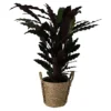 Calathea Wavestar In 19cm Natural Cattail & Plastic Decorative Pot -HOMCO Garden Shop calathea wavestar in 19cm natural cattail plastic decorative pot5059340126913 02c