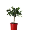Christmas House Plants In 15cm Orange Plastic Grow Pot -HOMCO Garden Shop christmas house plants in 15cm orange plastic grow pot5059340337005 02c