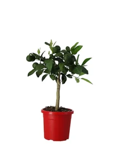 Christmas House Plants In 15cm Orange Plastic Grow Pot