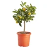 Citrus In 14cm Orange Plastic Grow Pot -HOMCO Garden Shop citrus in 14cm orange plastic grow pot3663602462729 02c bq