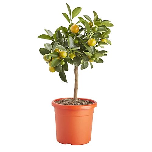 Citrus In 14cm Orange Plastic Grow Pot 3 Citrus In 14cm Orange Plastic Grow Pot