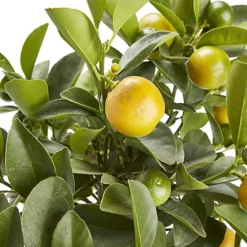 Citrus In 14cm Orange Plastic Grow Pot 5 Citrus In 14cm Orange Plastic Grow Pot -HOMCO Garden Shop citrus in 14cm orange plastic grow pot3663602462729 36c bq