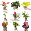 Collection Of 12 X Small Baby Evergreen Mixed Indoor House Plants Growers Choice -HOMCO Garden Shop collection of 12 x small baby evergreen mixed indoor house plants growers choice5059442057795 01c MP