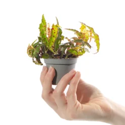 Collection Of 3 X Small Baby Evergreen Mixed Indoor House Plants Growers Choice 8 Collection Of 3 X Small Baby Evergreen Mixed Indoor House Plants Growers Choice -HOMCO Garden Shop collection of 3 x small baby evergreen mixed indoor house plants growers choice5059442057771 03c MP