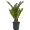 Cycas Revoluta - Classic And Resilient Indoor Plant For Interior Spaces (30-40cm) -HOMCO Garden Shop cycas revoluta classic and resilient indoor plant for interior spaces 30 40cm 5059442054084 01c MP