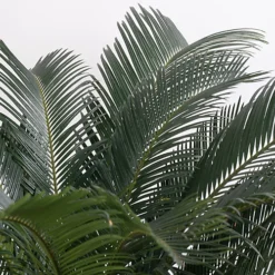 Cycas Revoluta - Classic And Resilient Indoor Plant For Interior Spaces (30-40cm) -HOMCO Garden Shop cycas revoluta classic and resilient indoor plant for interior spaces 30 40cm 5059442054084 03c MP