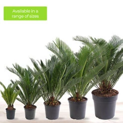 Cycas Revoluta - Classic And Resilient Indoor Plant For Interior Spaces (30-40cm) -HOMCO Garden Shop cycas revoluta classic and resilient indoor plant for interior spaces 30 40cm 5059442054084 06c MP