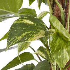 Devil's Ivy In 24cm Black Plastic Grow Pot -HOMCO Garden Shop devil s ivy in 24cm black plastic grow pot3663602462484 36c bq