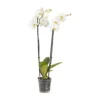 Double Stem Moth Orchid In 12cm Clear Plastic Grow Pot -HOMCO Garden Shop double stem moth orchid in 12cm clear plastic grow pot3663602462873 02c bq