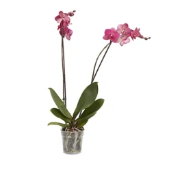 Double Stem Moth Orchid In 12cm Clear Plastic Grow Pot -HOMCO Garden Shop double stem moth orchid in 12cm clear plastic grow pot3663602462873 21c bq