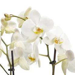 Double Stem Moth Orchid In 12cm Clear Plastic Grow Pot -HOMCO Garden Shop double stem moth orchid in 12cm clear plastic grow pot3663602462873 36c bq