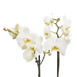 Double Stem Moth Orchid In 12cm Clear Plastic Grow Pot -HOMCO Garden Shop double stem moth orchid in 12cm clear plastic grow pot3663602462873 37c bq