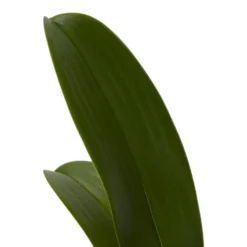 Double Stem Orchid In 12cm Assorted Ceramic Decorative Pot -HOMCO Garden Shop double stem orchid in 12cm assorted ceramic decorative pot3663602462934 21c