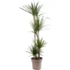 Dracaena Marginata - Stylish And Air-Purifying Indoor Plant For Interior Spaces (160-180cm) -HOMCO Garden Shop dracaena marginata stylish and air purifying indoor plant for interior spaces 160 180cm 5059442054565 01c MP