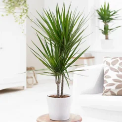 Dracaena Marginata - Stylish And Air-Purifying Indoor Plant For Interior Spaces (160-180cm) -HOMCO Garden Shop dracaena marginata stylish and air purifying indoor plant for interior spaces 160 180cm 5059442054565 02c MP