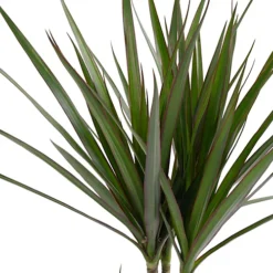 Dracaena Marginata - Stylish And Air-Purifying Indoor Plant For Interior Spaces (160-180cm) -HOMCO Garden Shop dracaena marginata stylish and air purifying indoor plant for interior spaces 160 180cm 5059442054565 03c MP