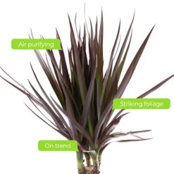 Dracaena Marginata - Stylish And Air-Purifying Indoor Plant For Interior Spaces (160-180cm) -HOMCO Garden Shop dracaena marginata stylish and air purifying indoor plant for interior spaces 160 180cm 5059442054565 04c MP