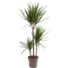 Dracaena Marginata - Stylish And Air-Purifying Indoor Plant For Interior Spaces (90-100cm) -HOMCO Garden Shop dracaena marginata stylish and air purifying indoor plant for interior spaces 90 100cm 5059442054558 01c MP