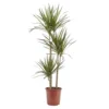 Dragon Tree In 24cm Terracotta Plastic Grow Pot -HOMCO Garden Shop dragon tree in 24cm terracotta plastic grow pot3663602462453 02c bq