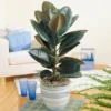 Ficus Abidjan Rubber Plant - Potted Houseplant For Home Office Kitchen In 12cm Pot (30-40cm) -HOMCO Garden Shop ficus abidjan rubber plant potted houseplant for home office kitchen in 12cm pot 30 40cm 5059442010974 01c MP