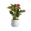 Flamingo Flower In 12cm White Ceramic Decorative Pot -HOMCO Garden Shop flamingo flower in 12cm white ceramic decorative pot3663602497288 02c bq