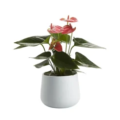 Flamingo Flower In 12cm White Ceramic Decorative Pot -HOMCO Garden Shop flamingo flower in 12cm white ceramic decorative pot3663602497288 21c bq